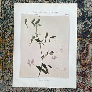 Antique Botanical Plant Print Original over 100 years old Vintage Home Pea